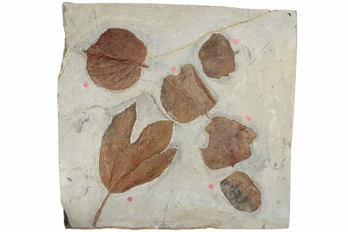 Six Fossil Leaves (Zizyphoides, Davidia and Macginitiea) - Montana #188740
